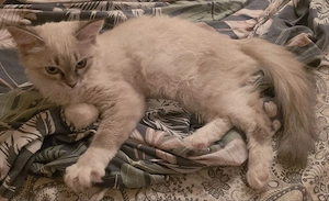 Katzenbaby Neva- Masquarade Bild 8