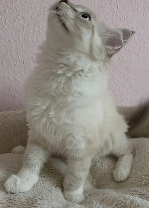 Katzenbaby Neva- Masquarade Bild 7