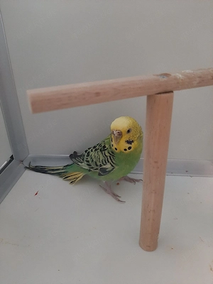 Wellensittiche abzugeben  Bild 5