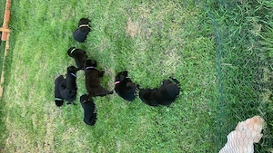 Labrador mix Welpen 