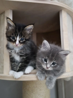 Maine Coon  Norweger Mixe