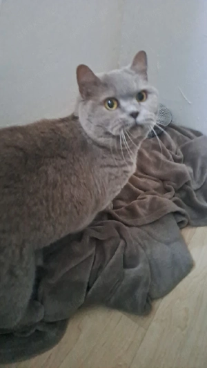 bkh dame gigi