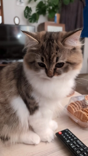 Süßer Kater sucht ein neues Zuhause   