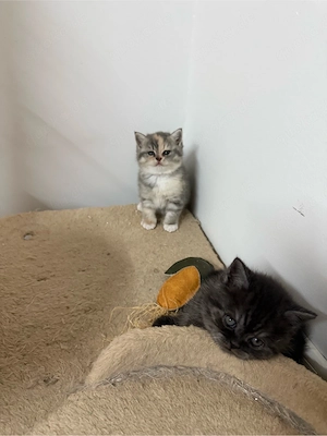 baby katzen 