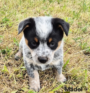 Australian Cattle Dog Welpen