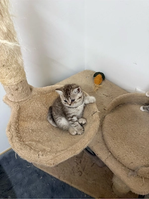 baby katzen 