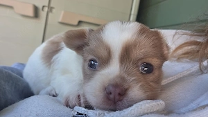 Chihuahua  zu verkaufe