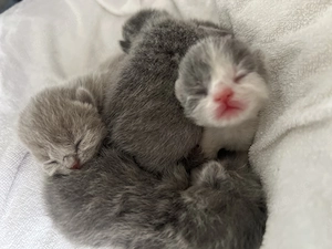 BKH - Kitten 