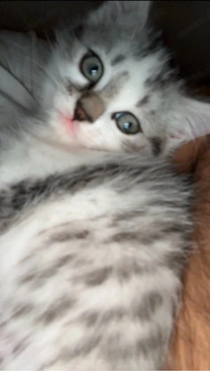 Süße BKH katzen an eine wunderschöne Familie abzugeben