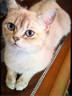 kostenlose katzen