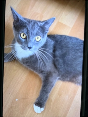 Kostenlose katzen Bild 3