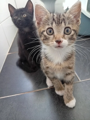 graues Mädchen sucht noch ihr für immer Zuhause:)