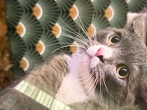 Kostenlose katzen
