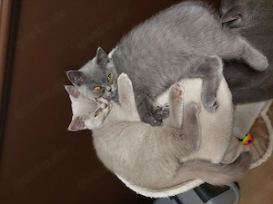 Bkh kitten  Bild 2