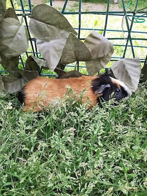 Meerschweinchen Weibchen abzugeben 
