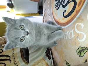 Bkh kitten ab sofort abzugeben 