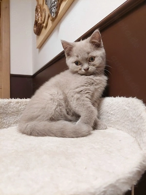 Bkh kitten  Bild 3