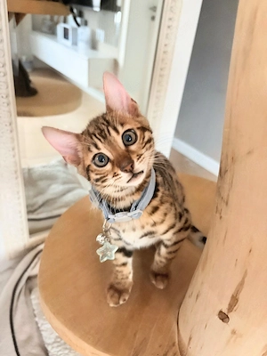 Wunderschöne Bengal Kitten suchen ein Zuhause