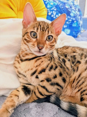 Wundervolles Bengal Kitten abgabebereit