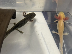 Axolotl nachzuchten Goldalbino und Wildling 