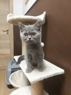 Bkh kitten  Bild 4