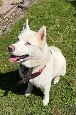 Husky Dane Nala sucht dringend Bild 4