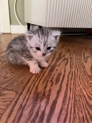 BKH Kitten in Silver Tabby und Gold Tabby Bild 7