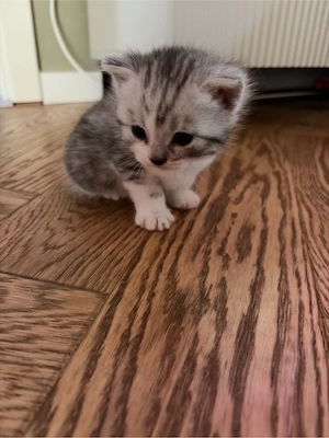 BKH Kitten in Silver Tabby und Gold Tabby Bild 8