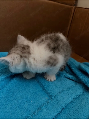 BKH Kitten in Silver Tabby und Gold Tabby Bild 4