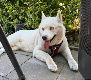 Husky Dane Nala sucht dringend