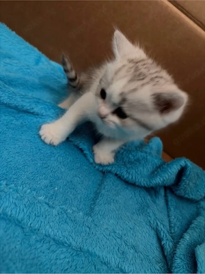 BKH Kitten in Silver Tabby und Gold Tabby Bild 6