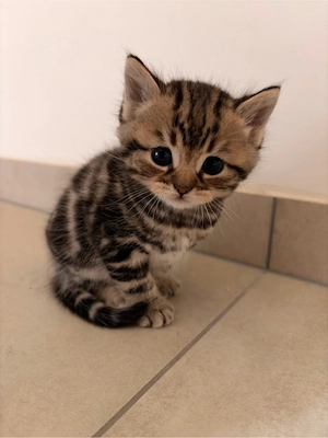 BKH Kitten in Silver Tabby und Gold Tabby