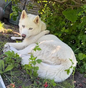 Husky Dane Nala sucht dringend Bild 3