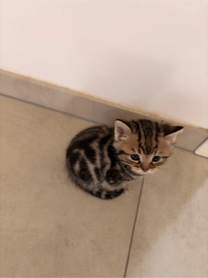 BKH Kitten in Silver Tabby und Gold Tabby Bild 2