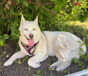 Husky Dane Nala sucht dringend Bild 2