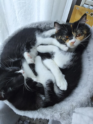 Liebes BKH Mädchen  Bild 7