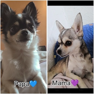 Chihuahua Welpen zu verkaufen 