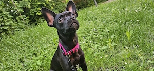 französische bulldoggen mix dame 