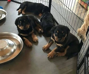 Rottweilerwelpen suchen ein neues Zuhause