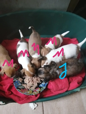 Chihuahua 