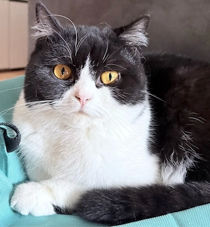 BKH Katze ida  Bild 3