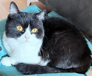 BKH Katze ida  Bild 2