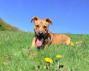 *SAMMY* Der Rüde ist bereits in Deutschland. Er braucht Vertrauen und eine kosequente Erziehung
