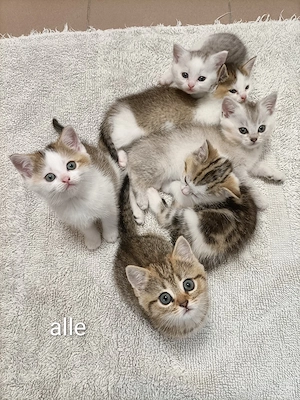 Britisch Kurzhaar Mix Kitten 