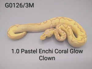 Königspython (python regius) 1.0 Pastel Enchi Coral Glow Clown 