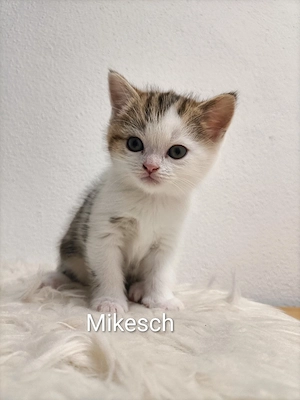 Britisch Kurzhaar Mix Kitten  Bild 7