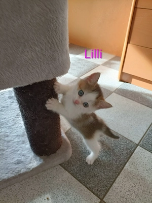 Britisch Kurzhaar Mix Kitten  Bild 3
