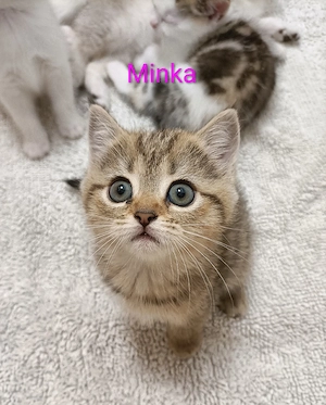 Britisch Kurzhaar Mix Kitten  Bild 2