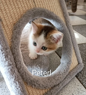 Britisch Kurzhaar Mix Kitten  Bild 5