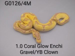 Königspython (python regius) 1.0 Coral Glow Enchi YB Gravel Clown 